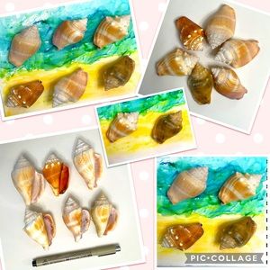 Lot of 6 Florida Fighting Conches 2”